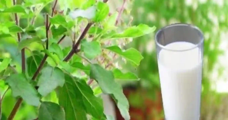 tulsi puja